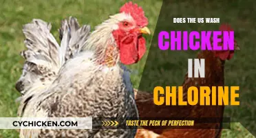 Chlorine-Washed Chicken: Uncovering the US Poultry Processing Debate