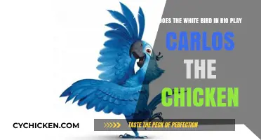 How the White Bird in Rio Plays Carlos the Chicken