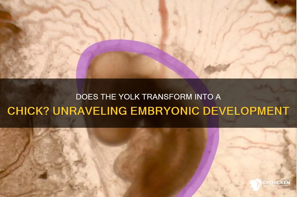 does the yolk turn into the chick