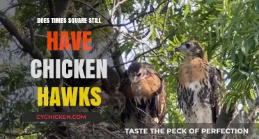Chicken Hawks in Times Square: A Modern Presence or Relic?