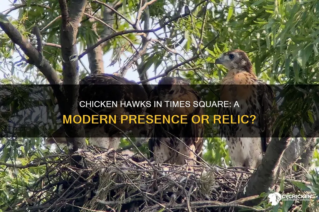 does times square still have chicken hawks