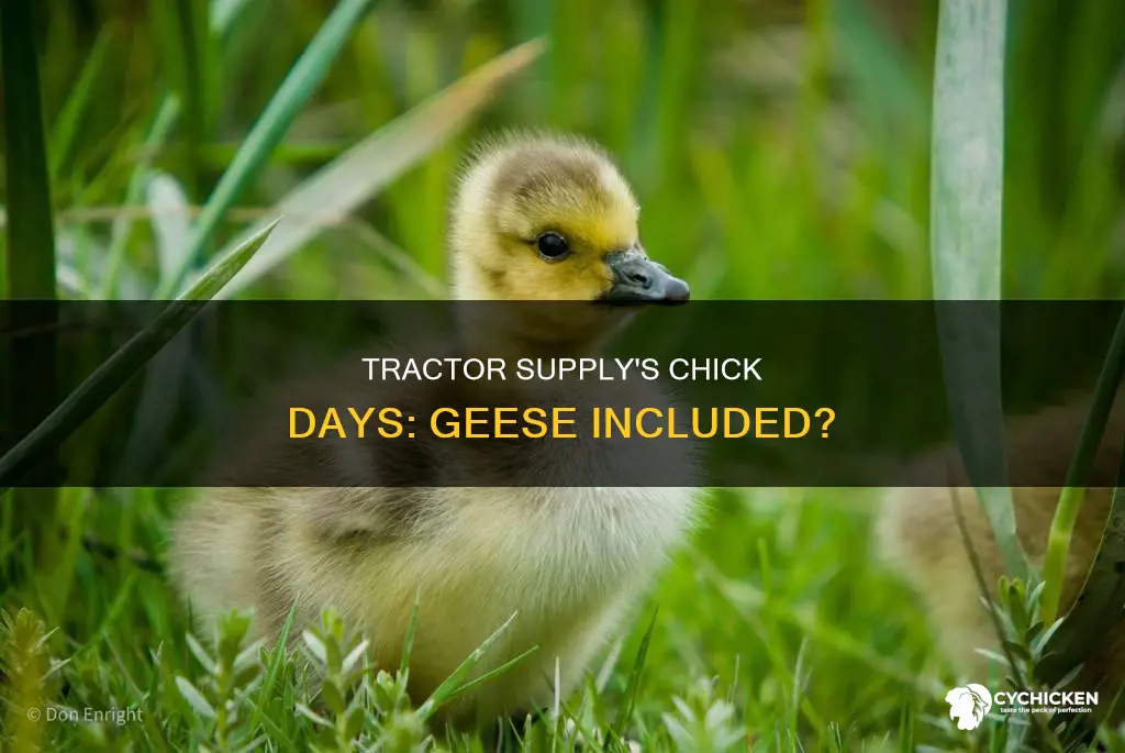 does tractor supply ever have geese for chick days
