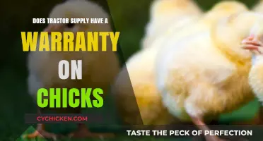 Tractor Supply's Chick Warranty: What You Need to Know
