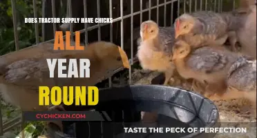 Does Tractor Supply Sell Chicks Year-Round? A Comprehensive Guide