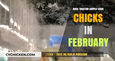 Does Tractor Supply Sell Chicks in February? Find Out Here!