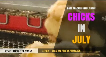 Does Tractor Supply Sell Chicks in July? Your Guide