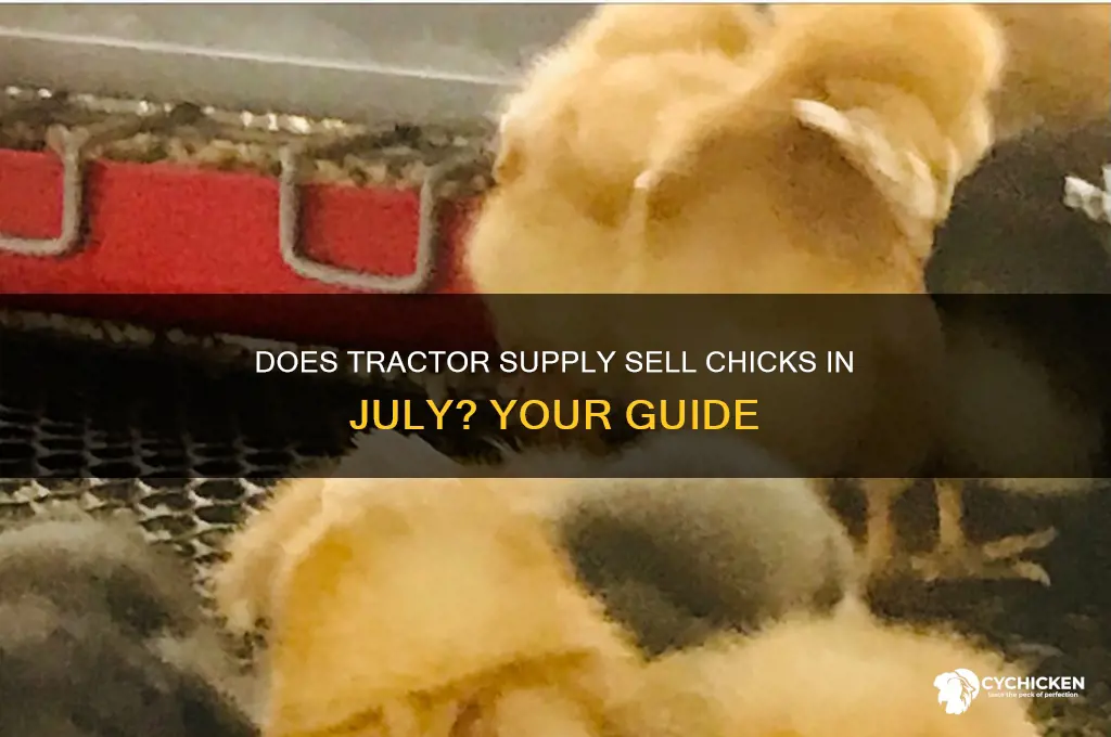 does tractor supply have chicks in july