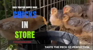 Does Tractor Supply Sell Chicks In-Store? Find Out Here