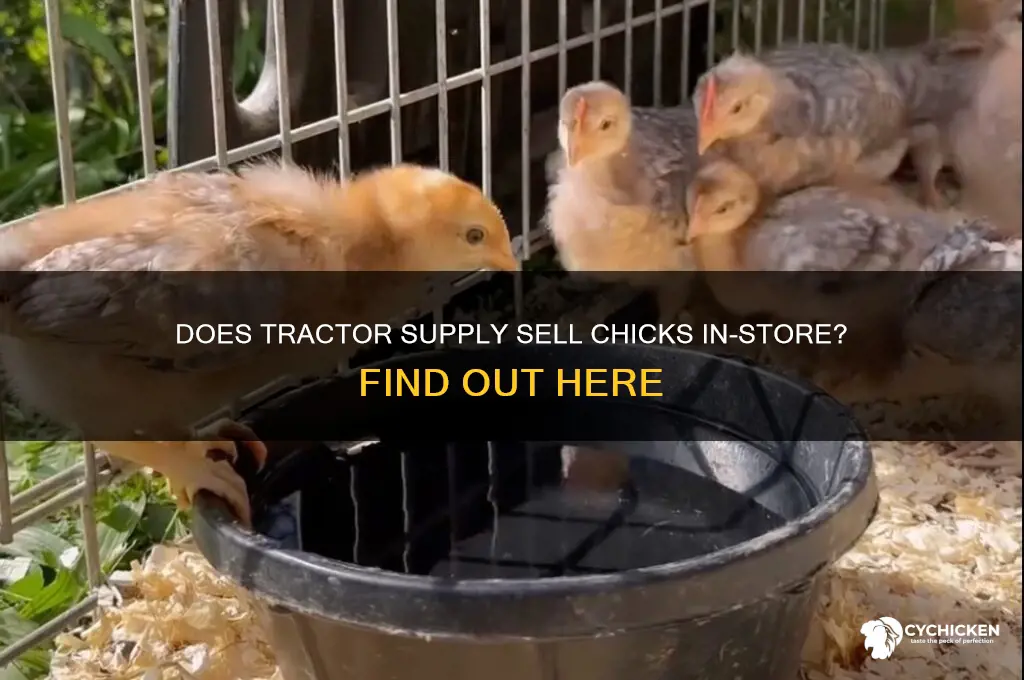 does tractor supply have chicks in store