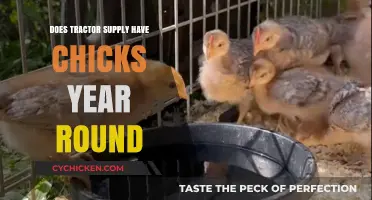 Does Tractor Supply Sell Chicks Year-Round? A Complete Guide