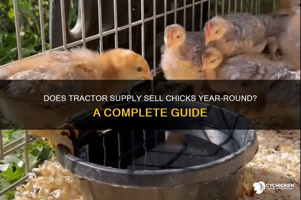 does tractor supply have chicks year round