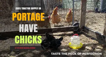 Does Tractor Supply in Portage Sell Chicks? Find Out Here