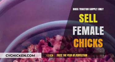 Does Tractor Supply Sell Only Female Chicks? Facts Revealed