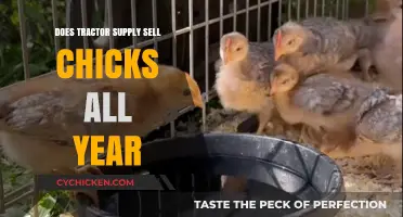 Tractor Supply's Chick Availability: Year-Round or Seasonal?
