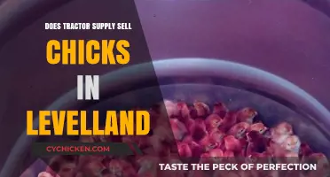 Where to Buy Chicks in Levelland: Tractor Supply Options