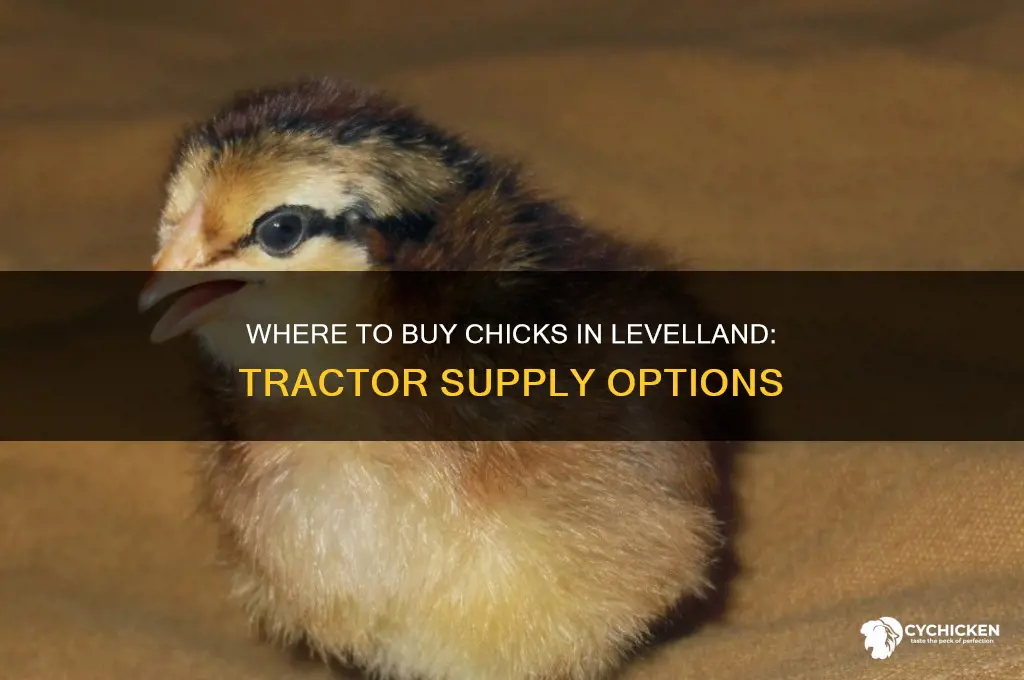 does tractor supply sell chicks in levelland