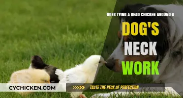 Dead Chicken Method: Effective Dog Training?
