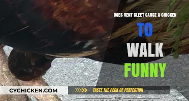 Vent Gleet: Can It Affect a Chicken's Gait?