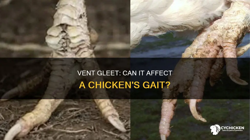 does vent gleet cause a chicken to walk funny