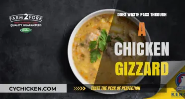 Does Waste Pass Through a Chicken Gizzard? Unraveling the Mystery