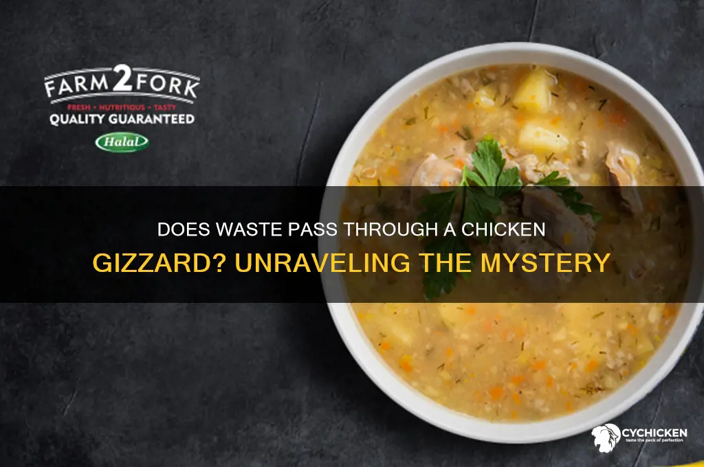 does waste pass through a chicken gizzard