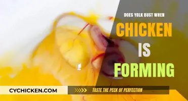 Does the Yolk Break During Chicken Embryo Formation?