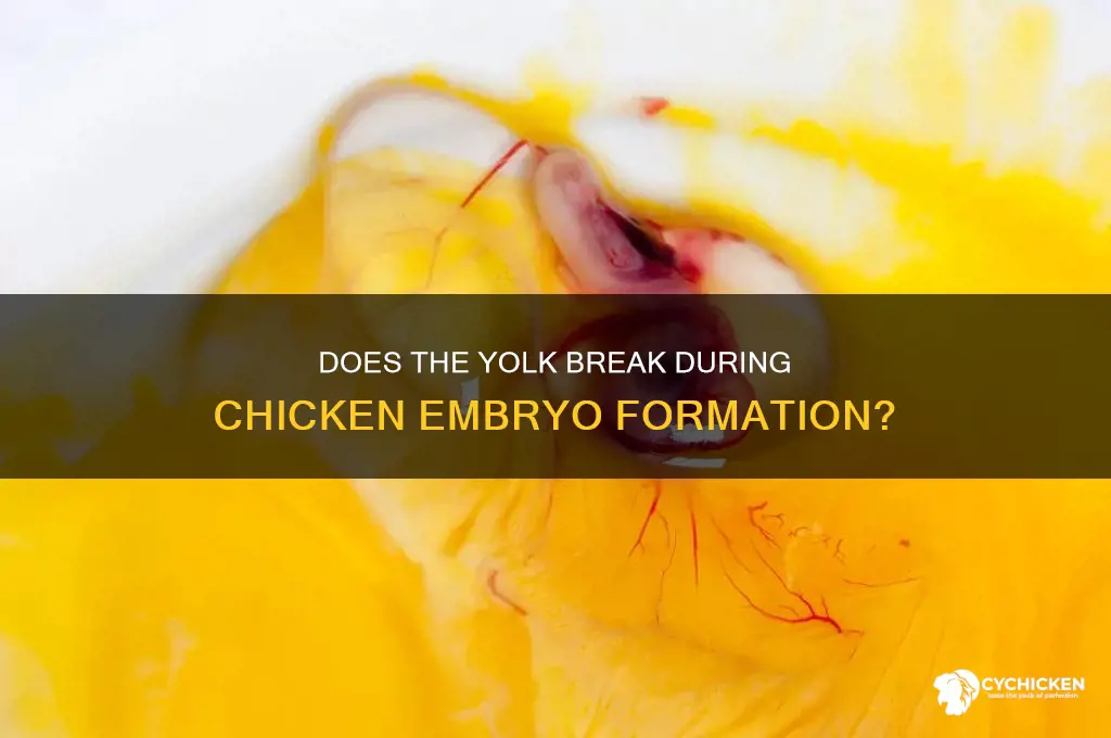 does yolk bust when chicken is forming