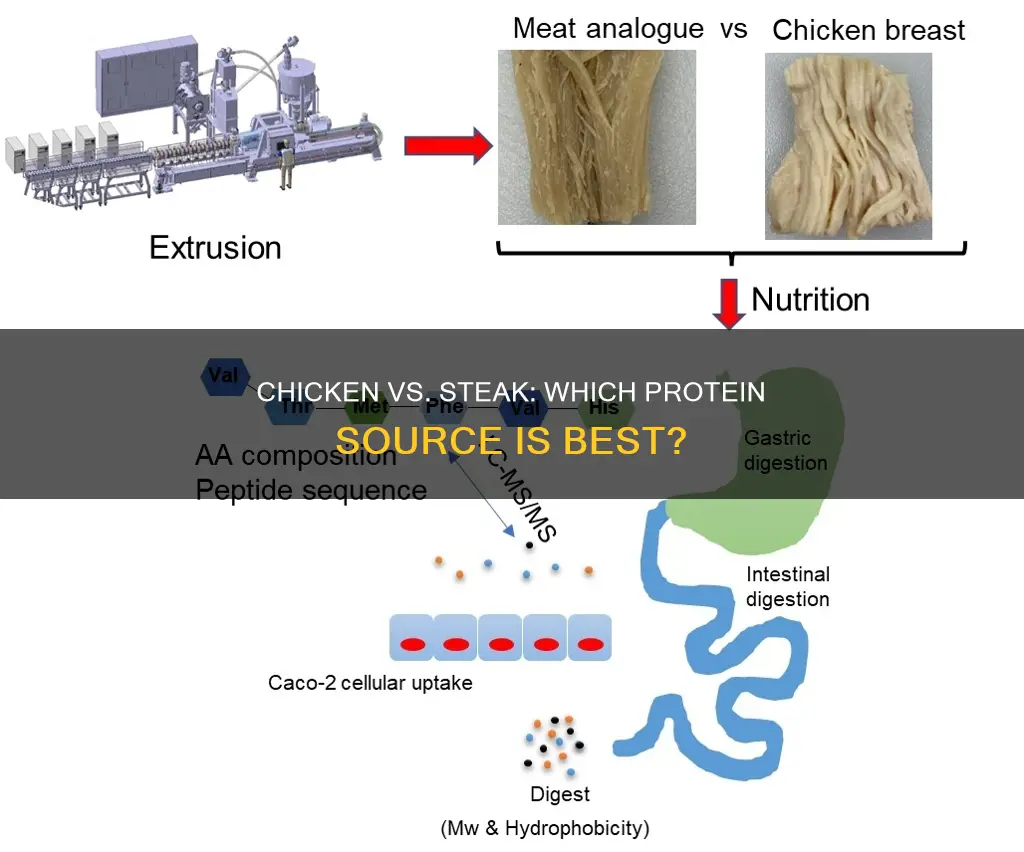 does your body absorb more protein from chicken or steak