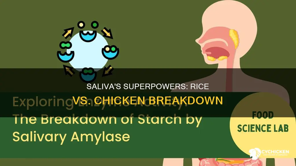 does your saliva break down rice faster than chicken