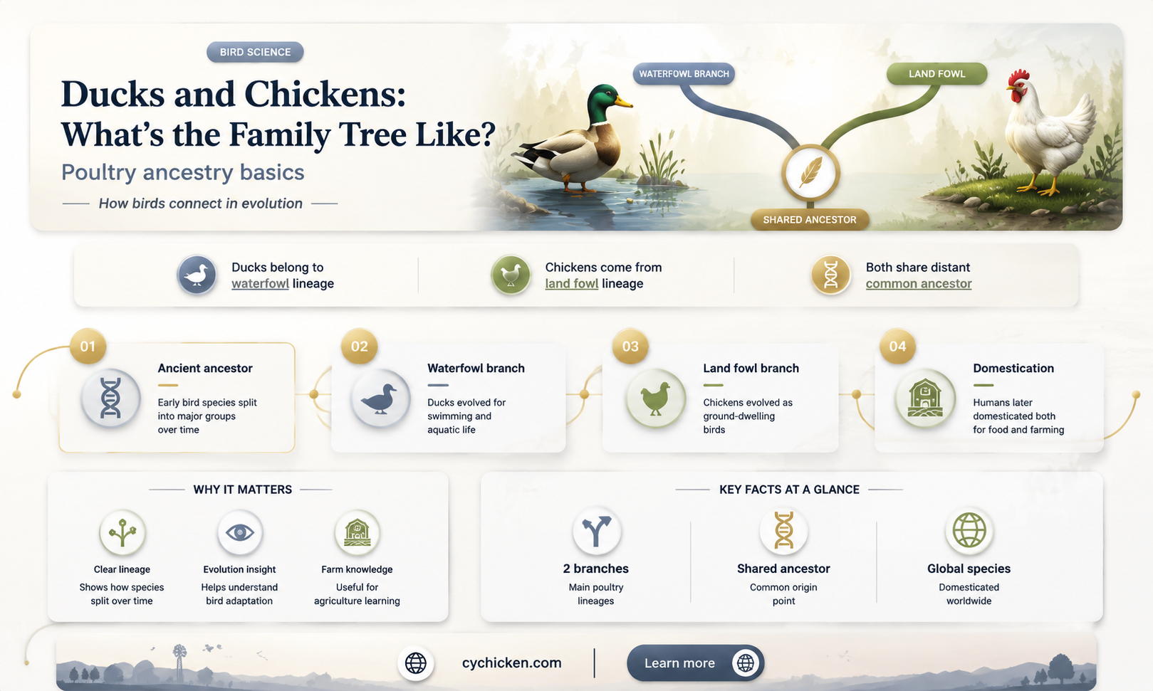 are you ducks a part of the chicken family