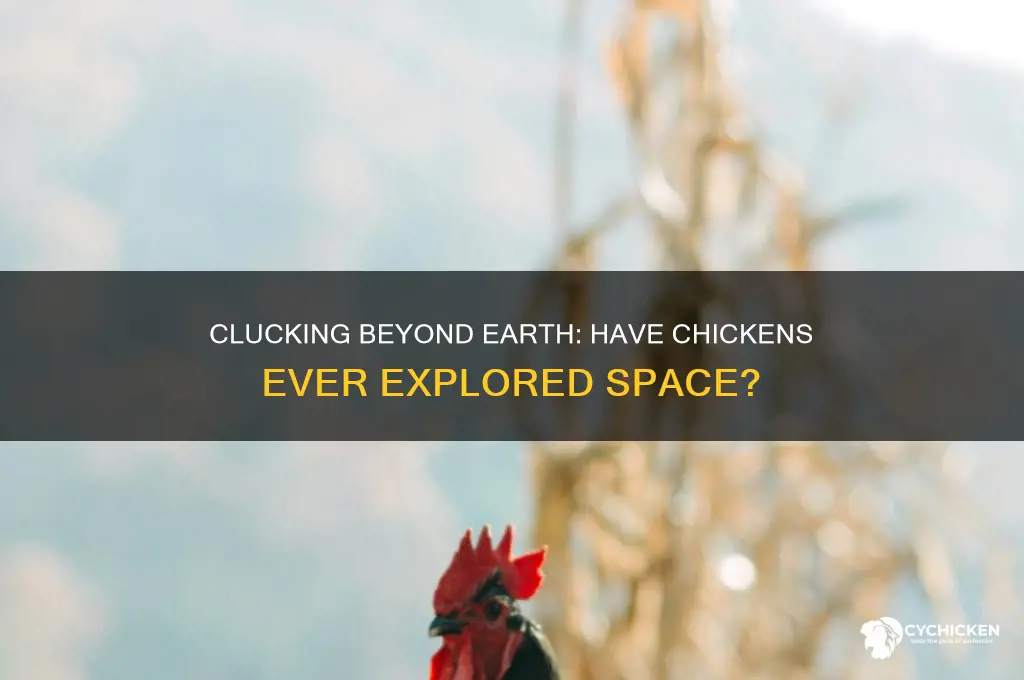 has a chicken ever been to space