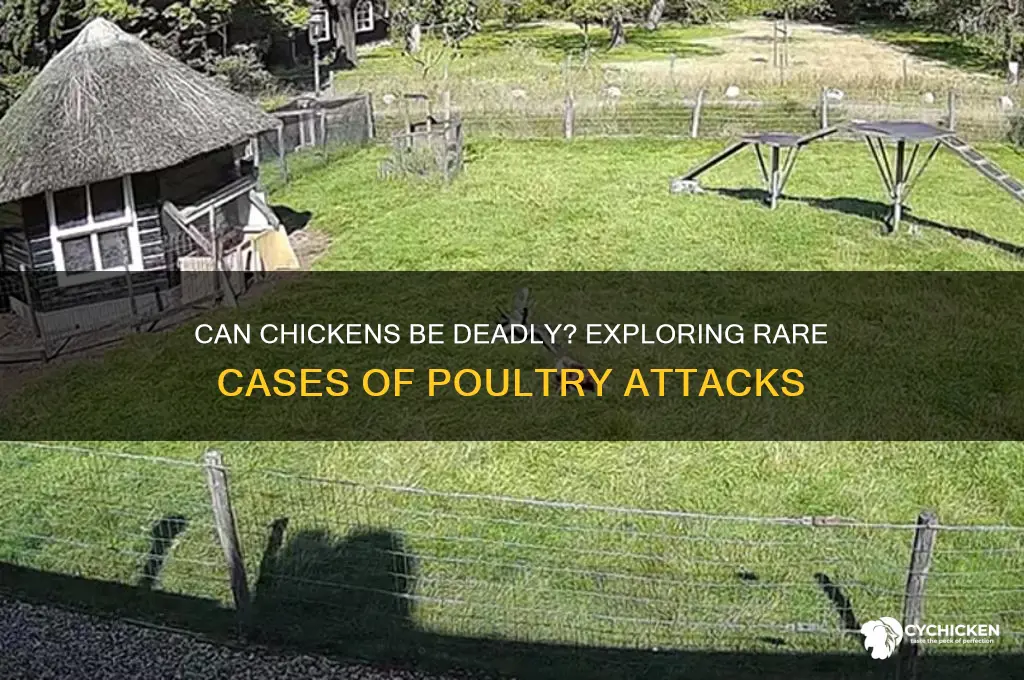 has a chicken ever killed a human