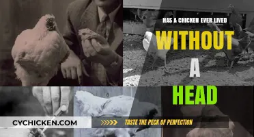 The Astonishing Tale of Mike: A Headless Chicken's Survival