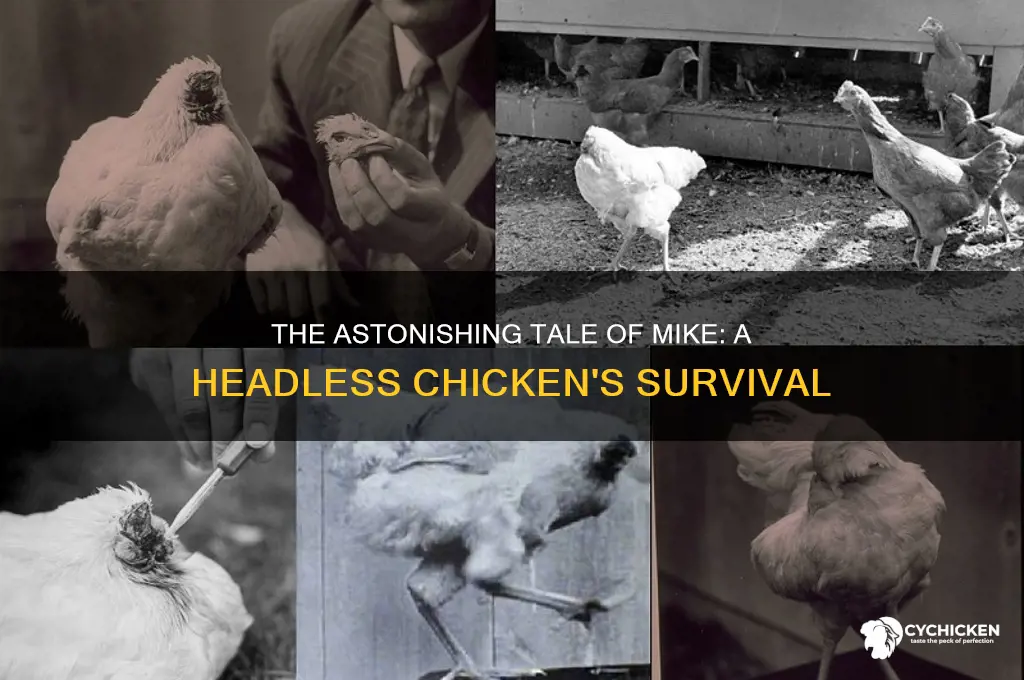 has a chicken ever lived without a head