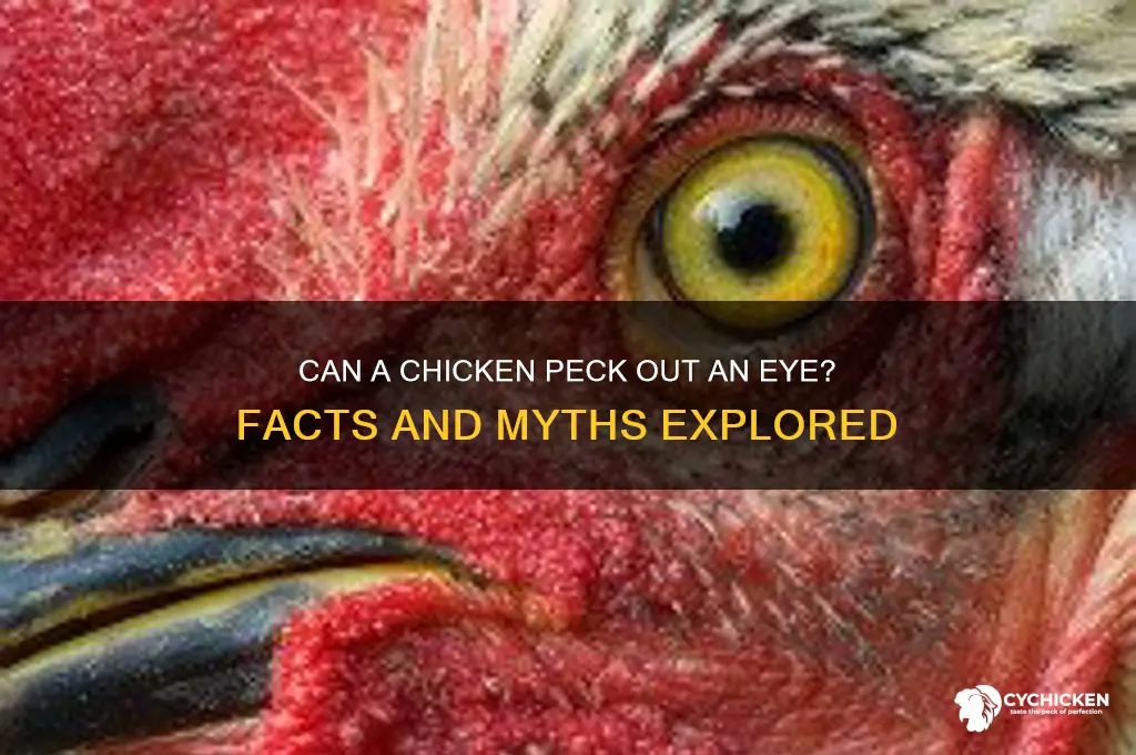 has a chicken ever pecked someones eye out