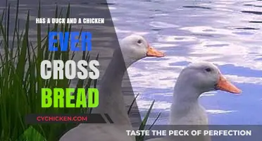 Duck-Chicken Hybrid: Is It Possible?