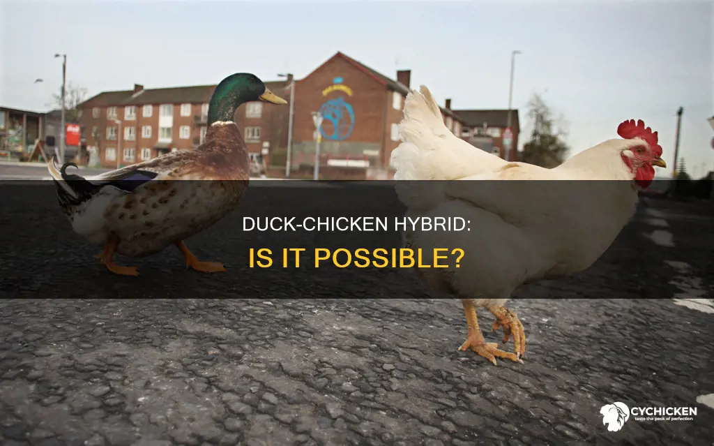 has a duck and a chicken ever cross bread