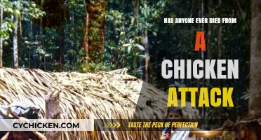 Deadly Chicken Attacks: Uncovering the Truth Behind Rare Fatalities
