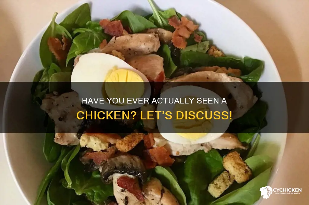 has anyone here ever even seen a chicken