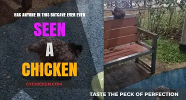 The Mystery of the Missing Chicken Sighting