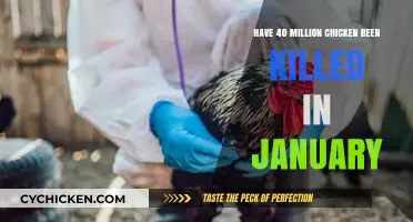 January's Devastating Poultry Crisis: 40 Million Chickens Culled