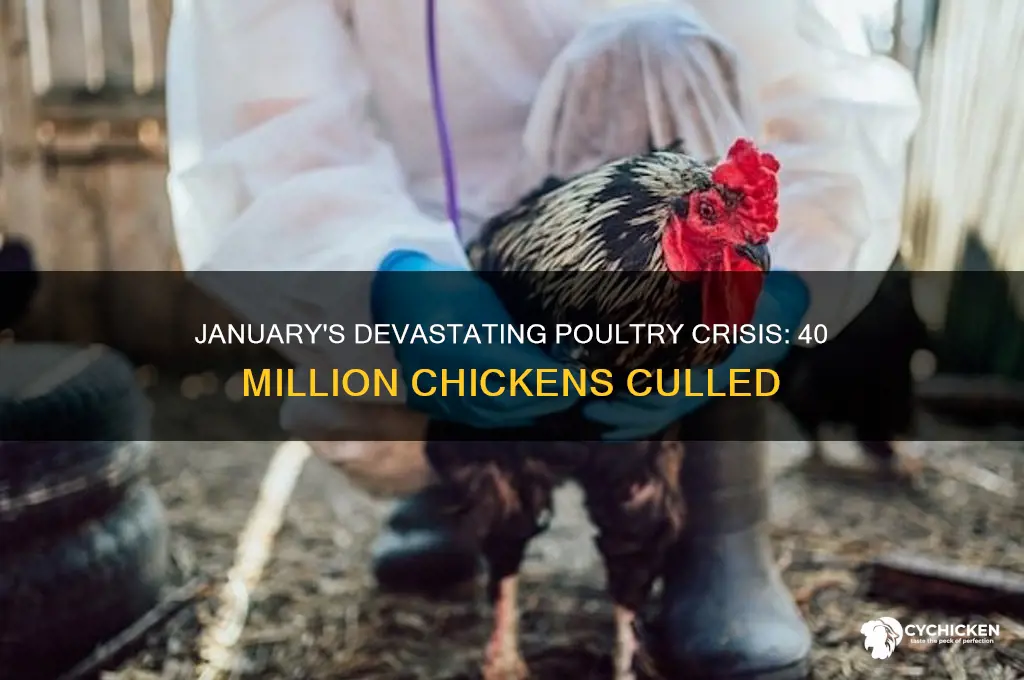 have 40 million chicken been killed in january