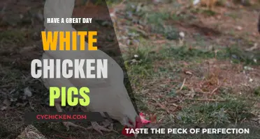 Brighten Your Day with Stunning White Chicken Photos and Tips
