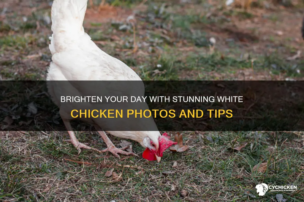 have a great day white chicken pics