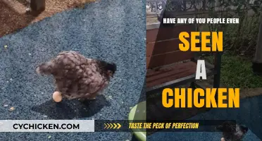 Spotted Chickens: Have You Ever Seen One?