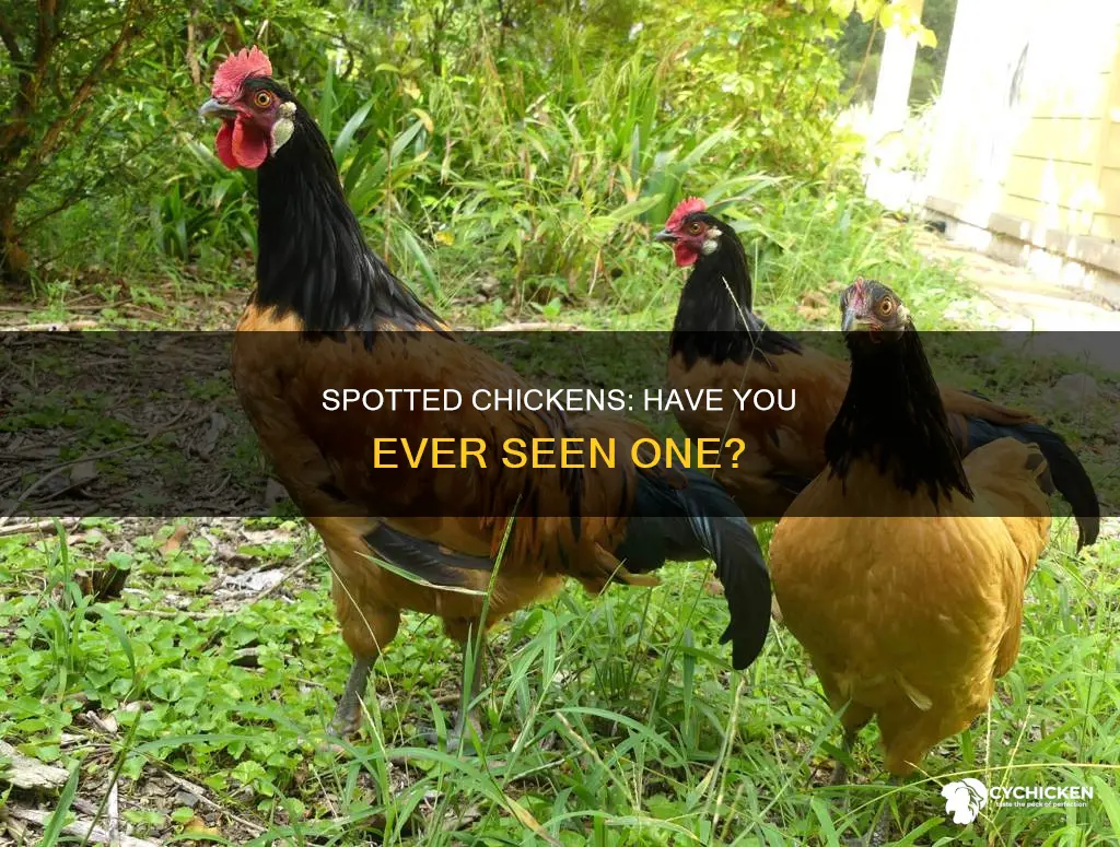 have any of you people even seen a chicken