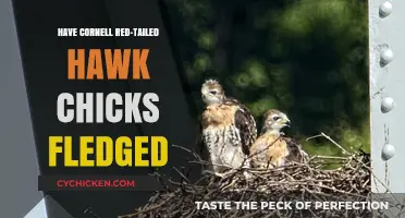 Cornell Red-Tailed Hawk Chicks: Have They Successfully Fledged?