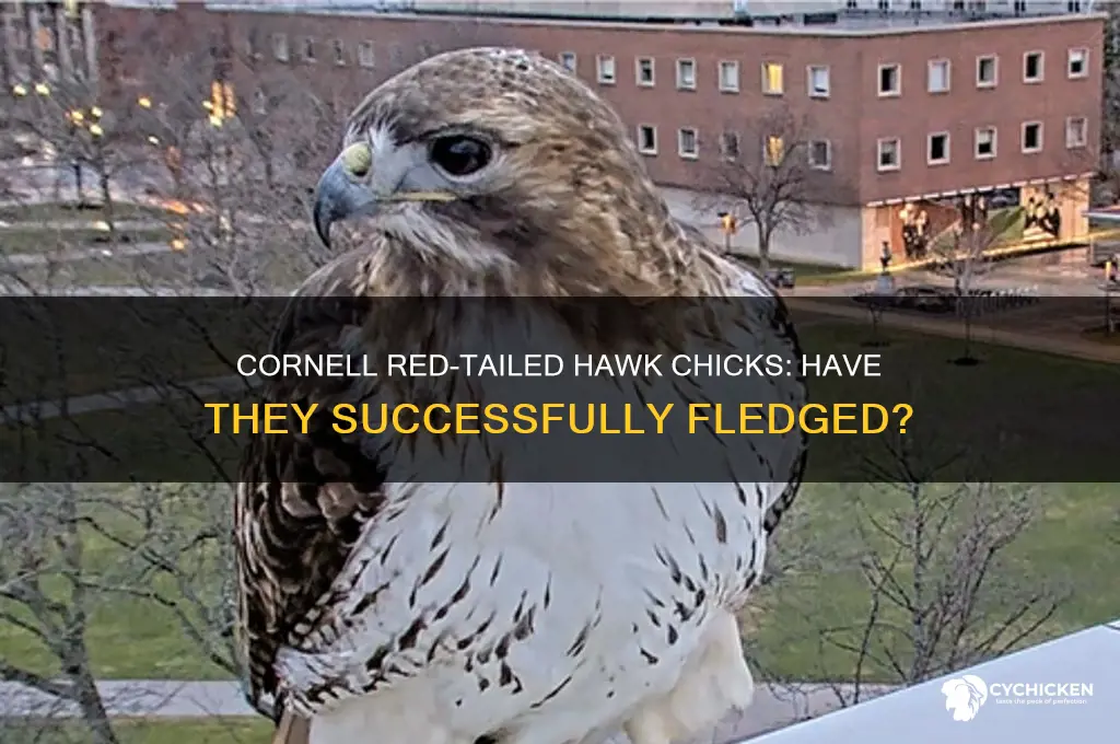 have cornell red-tailed hawk chicks fledged