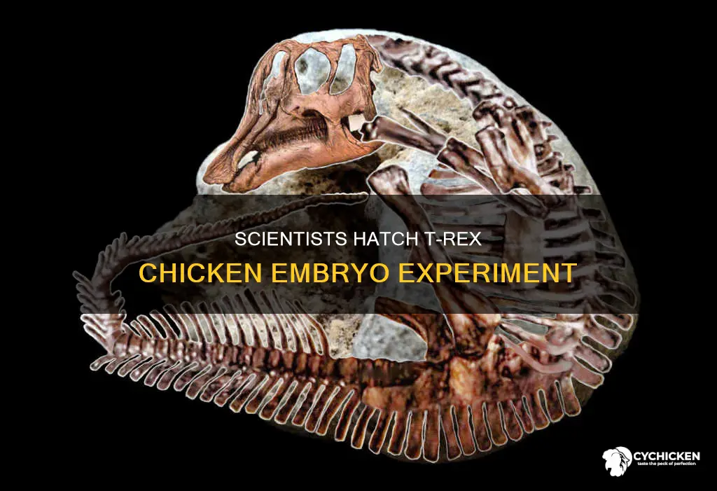 have scientists created a t rex from a chicken embryo