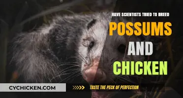 Unlikely Crossbreeding: Possums and Chickens in Scientific Exploration